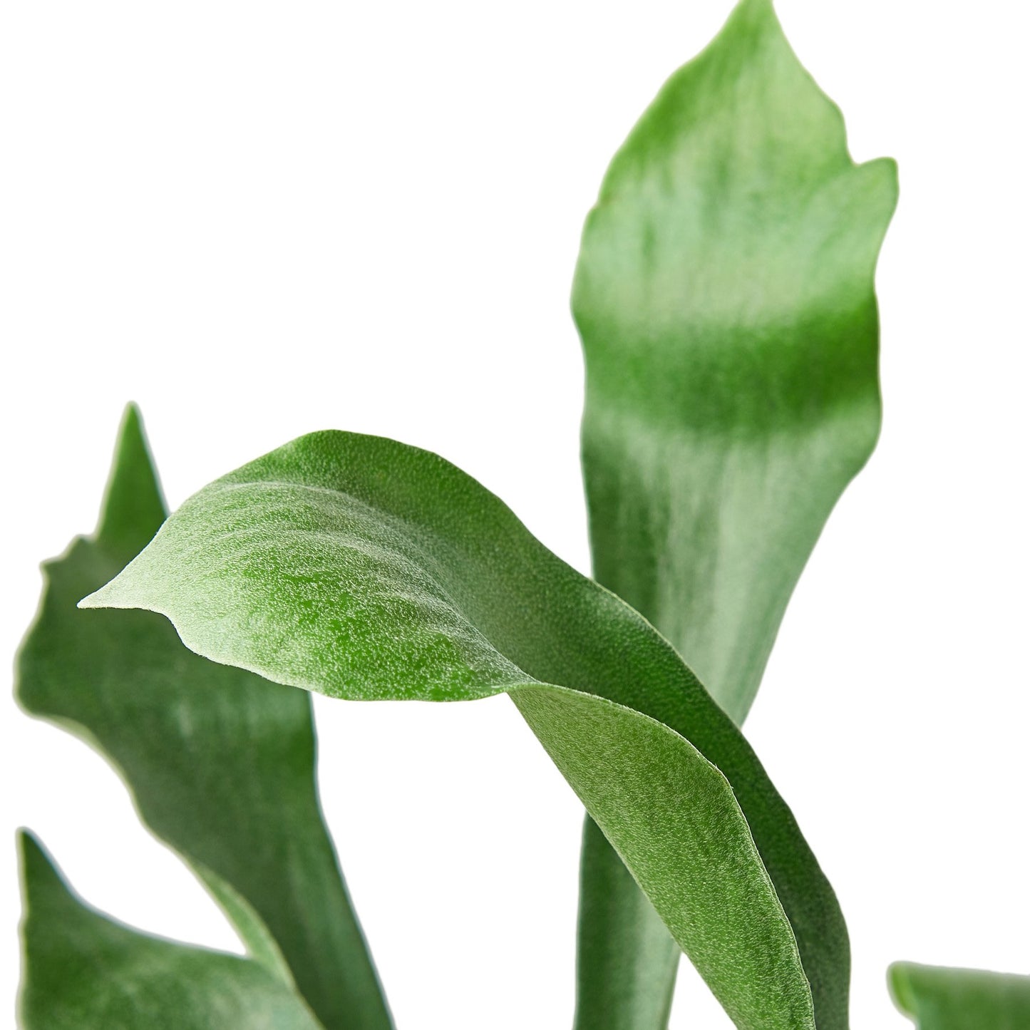 Staghorn Fern Houseplant