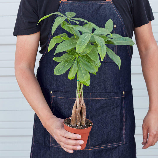 Money Tree 'Guiana Chestnut' Pachira Braid Live Houseplant