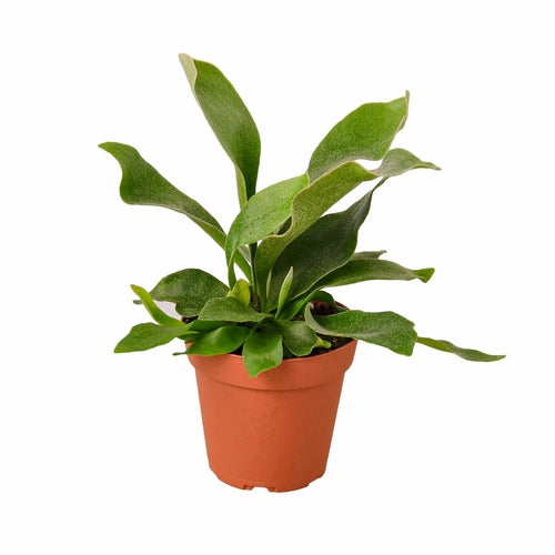 Staghorn Fern Houseplant