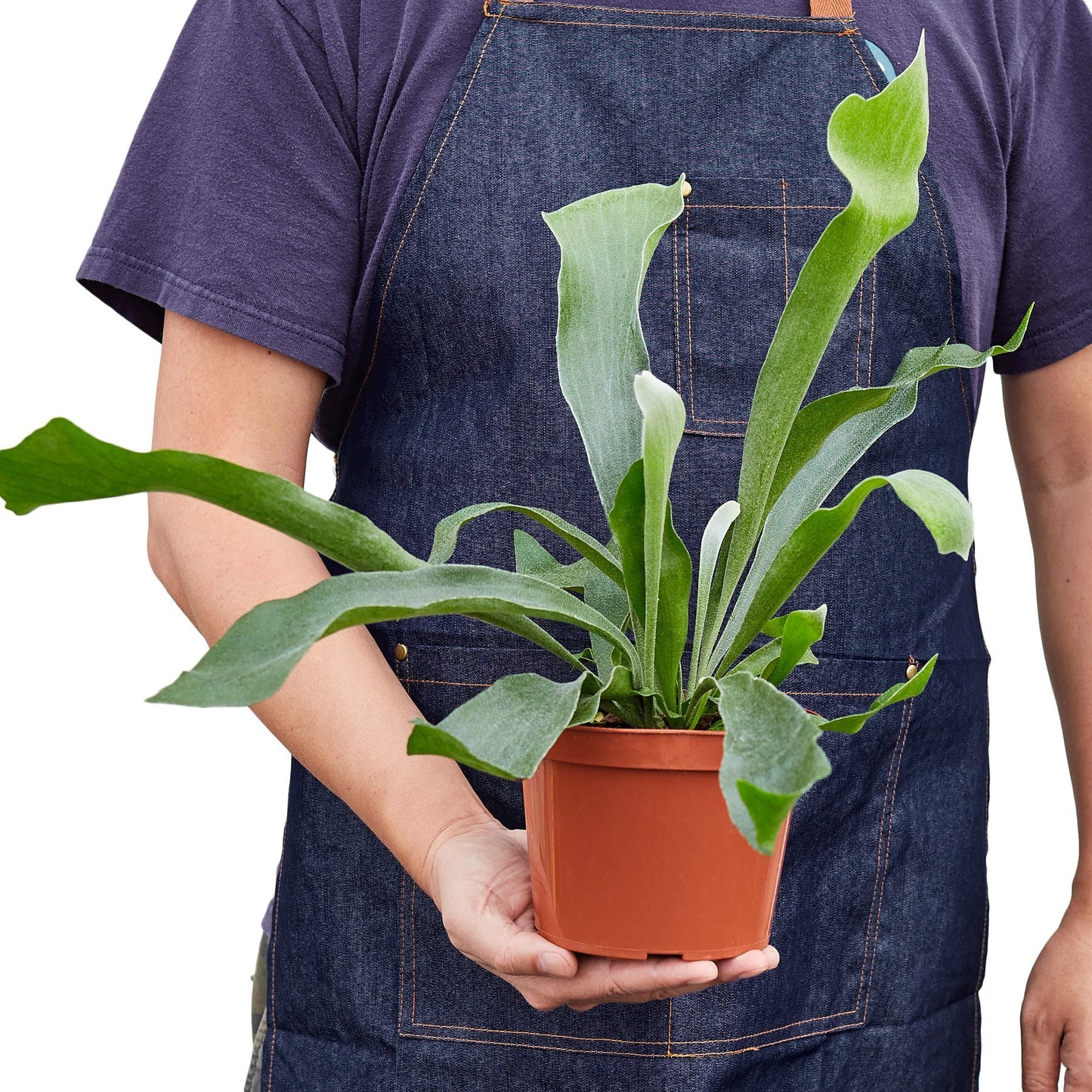 Staghorn Fern Houseplant